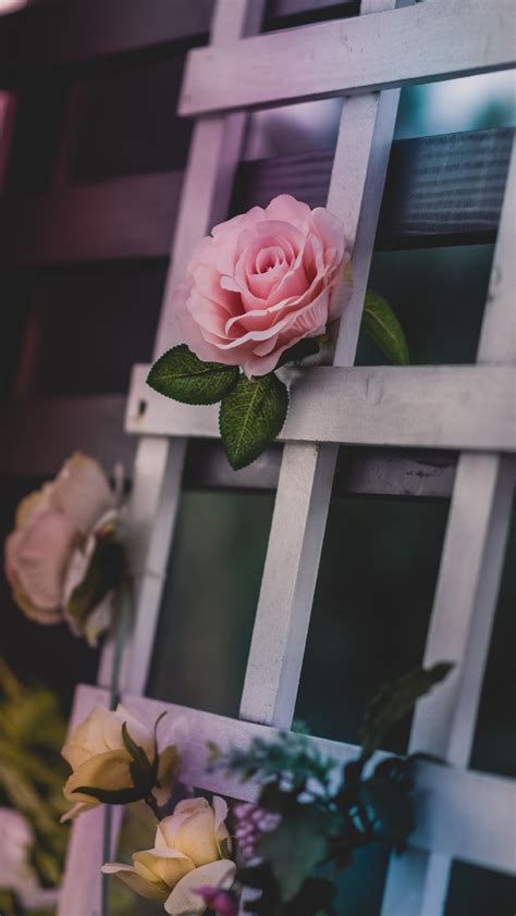 Roses On Fences Phone Wallpaper Lockscreen Hd 4k Android Ios Iphone
