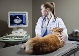 How Much Does It Cost To Start A Veterinary Clinic Images