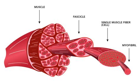 Hvordan Varme Påvirker Muskelfibrene I Kød Savage Rose