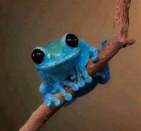 Pin By Bernadette Garcia On Frogs Cute Frogs Cute Animals Animals