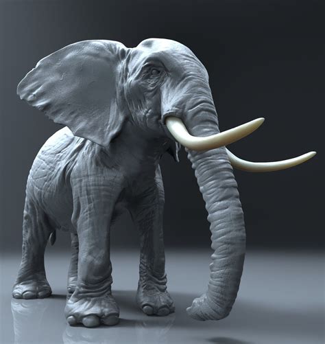 Zbrush Elephant 3d Model Elephant 3d Model African Elephant