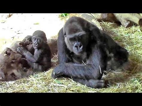9月 1, 2018 | 投稿者: ゴリラ親子「モモコ＆リキ」（上野動物園）Gorilla Mother & Baby ...