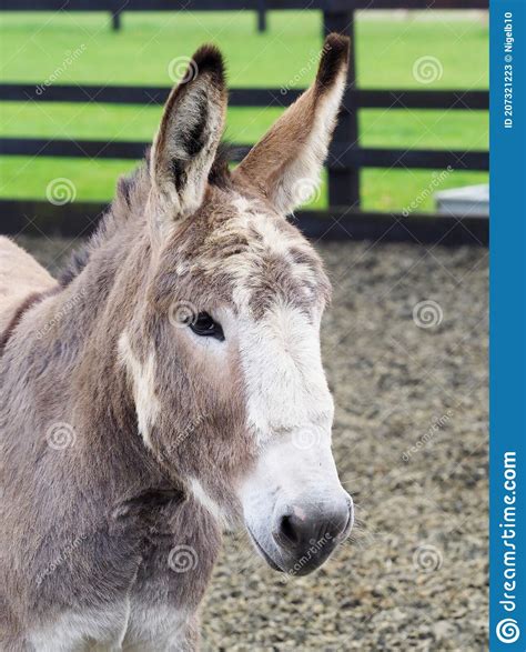 Donkey Head Shot Stock Image Image Of Nativity Equine 207321223