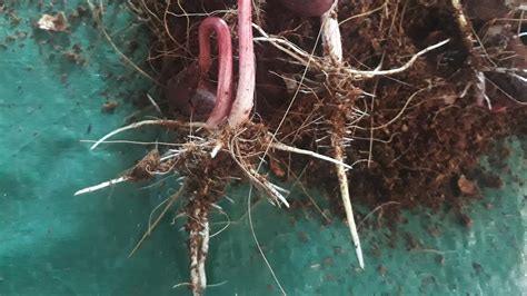 Inilah cara semai biji markisa yang merupakan salah satu cara perbanyakan bibit secara generatif. Cara semai biji matoa 1minggu tumbuh - YouTube