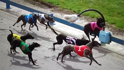 Horror Day Of Greyhound Racing Ends With Nine Dogs Injured Newshub