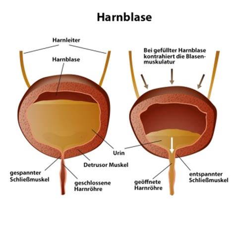 Ghiandola prostatica di dimensioni normali mm. Harnblase - Aufbau, Funktion & Krankheiten | MedLexi.de