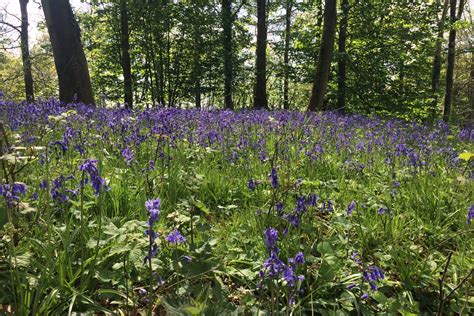 The Best Places To Spot Bluebells In Dorset South Lytchett