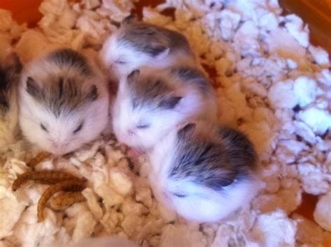 A Complete Guide To Roborovski Hamsters Pethelpful
