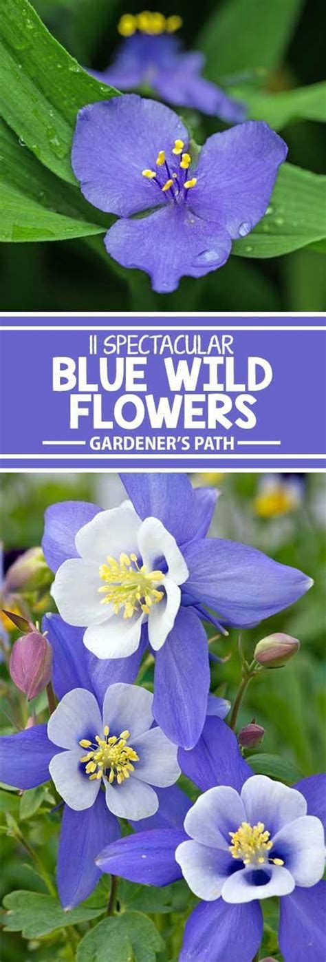 11 Native Blue Flowers For The Garden Gardeners Path Blue