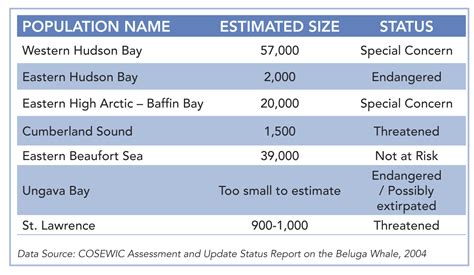 Beluga Facts The Pew Charitable Trusts