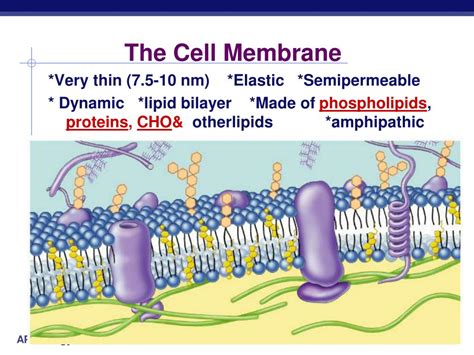 Ppt The Cell Membrane Powerpoint Presentation Free Download Id2874170