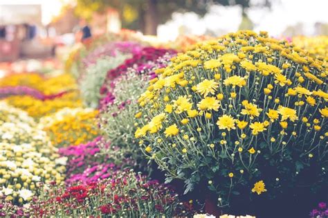 The Ultimate Guide To Fall Garden Mums