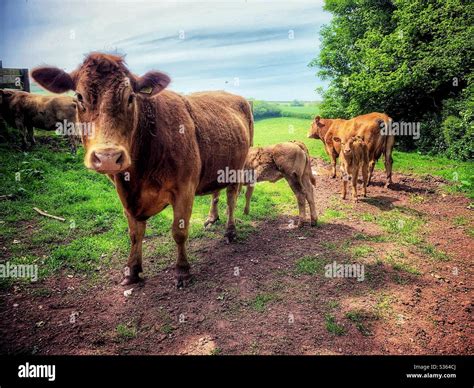 Green Grass Fields Cows Trees Hi Res Stock Photography And Images Alamy