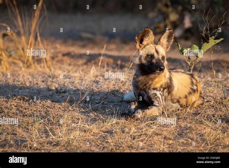 Africa Zambia South Luangwa National Park African Painted Wolf Aka