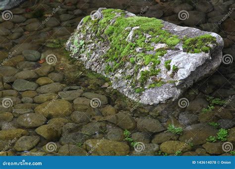 Green Moss On A Rock In The River Stock Photo Image Of Moss Rock