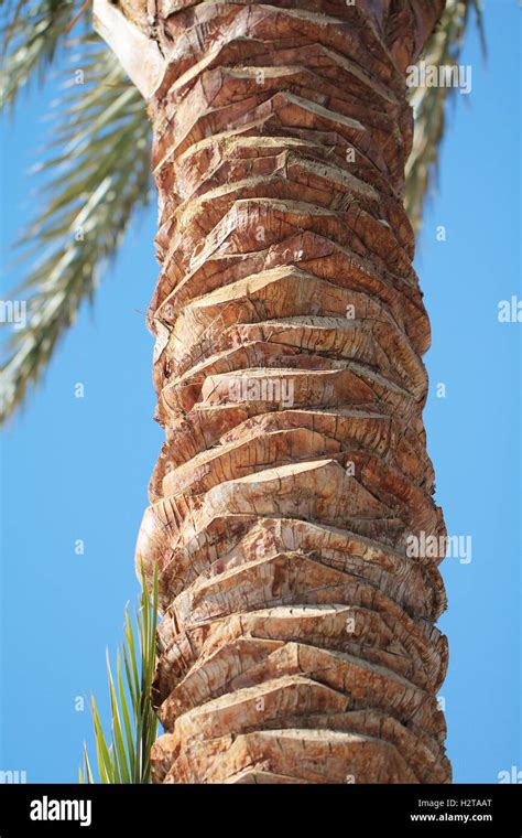 Textura de palmera fotografías e imágenes de alta resolución Alamy