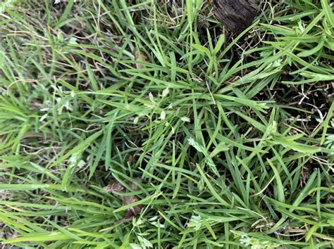 Weed Identification Bermuda Grass North Carolina