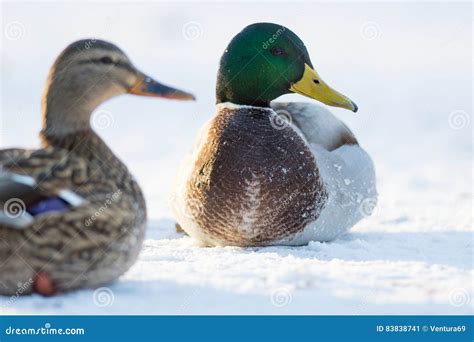 Pair Of Mallard Ducks In A Snow Stock Image Image Of Beauty Beak