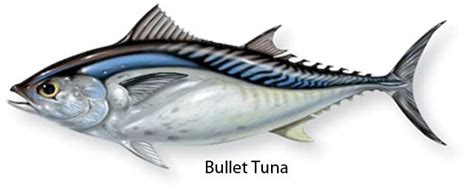 Bullet Tuna