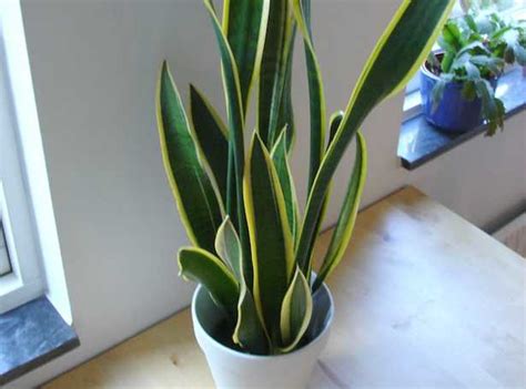 Questo mobile vegetale ravviva l'atmosfera e dà colore alla tua casa. La salute delle piante da appartamento - Idee Green