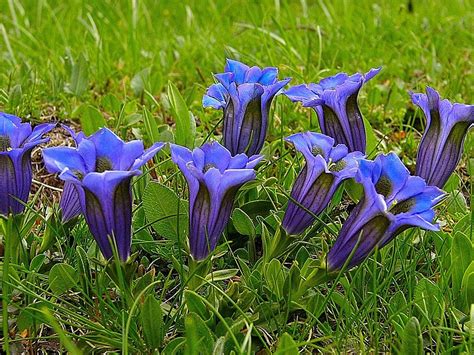 Gentianaceae Gentiana Clusi Plants Planting Flowers Gentian