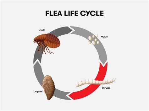 Carpet Bug Life Cycle Rima Mcmillen