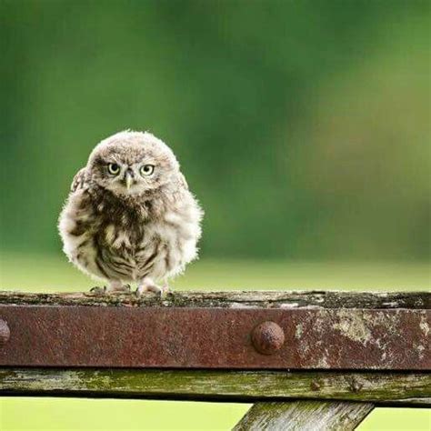 Pygmy Owl Neat Little Owl Civette