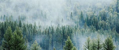 Download Wallpaper 2560x1080 Forest Fog Tree Nature Montana Dual