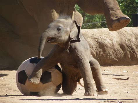 Baby Elephant Playing Football This Is A New Edition To