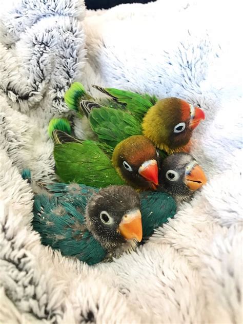 Kiwi And His Goth Girlfriend Had Four Babies And Their Colorful Story