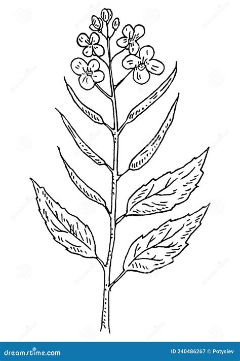Mustard Plant Branch Vector Drawing Botanical Flower Illustrati