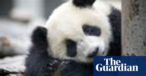 In Pictures Bifengxia Panda Breeding Centre Environment The Guardian