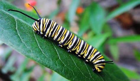 Striped Caterpillar Identification Guide | Owlcation