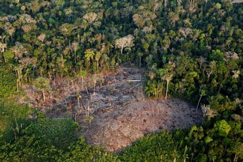 Proteção da Amazônia diminui governo Bolsonaro expõe New York Times Bem Paraná