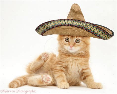 Sombrero For Cat