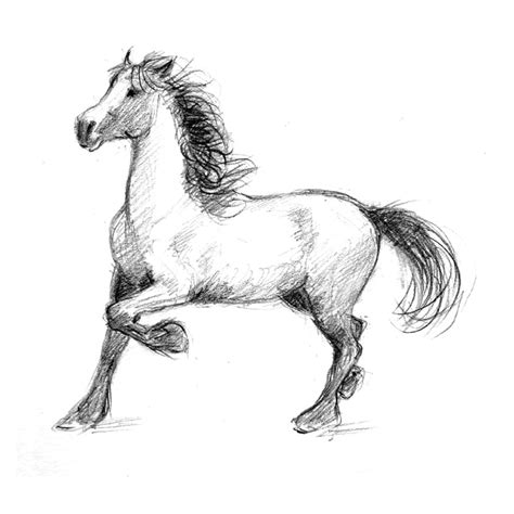 Horse Drawing Learn How To Draw Horses Diana Hand Equestrian Art