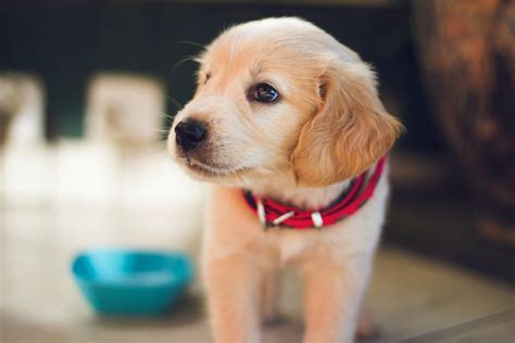 Symptoms Of Parvo In Puppies And How To Prevent Them