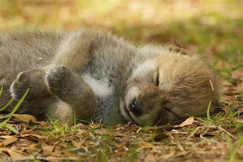 Sleeping Wolf Pup Baby Wolves Cutest Animals On Earth Cute Animals