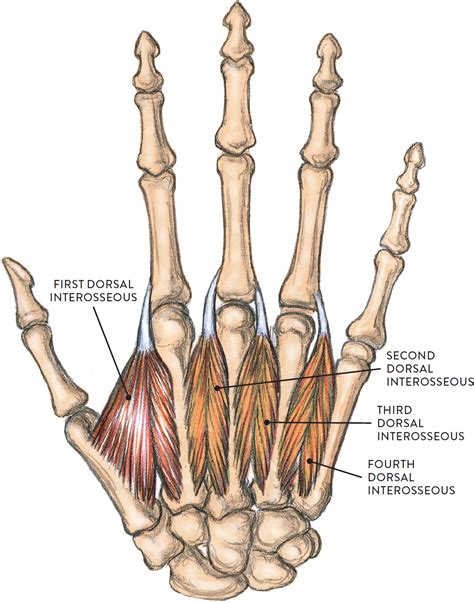 Dorsal Side Of Right Hand Posterior View