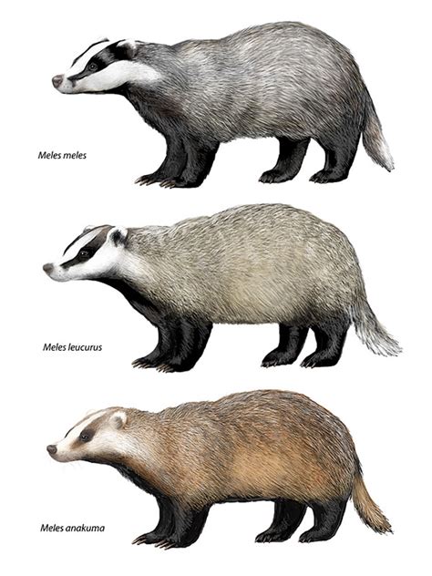 European Badger Taxonomy Wildlife Online