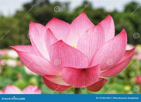 Lotus Or Lily Nelumbo Nucifera Also Known As Indian Lotus Sacred