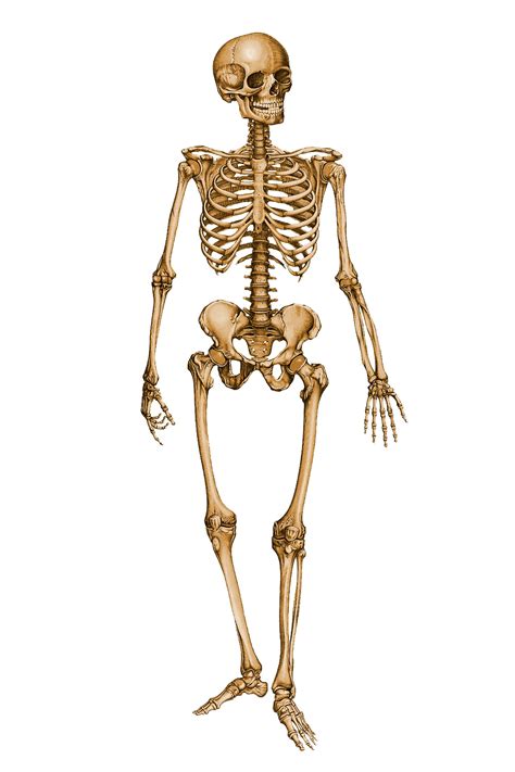 Skeleton Hd Png Transparent Skeleton Hdpng Images Pluspng