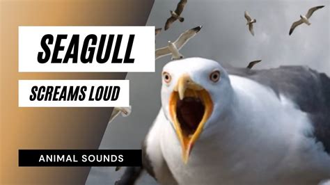 Seagull Screams Loud Sound Effect Animation Youtube