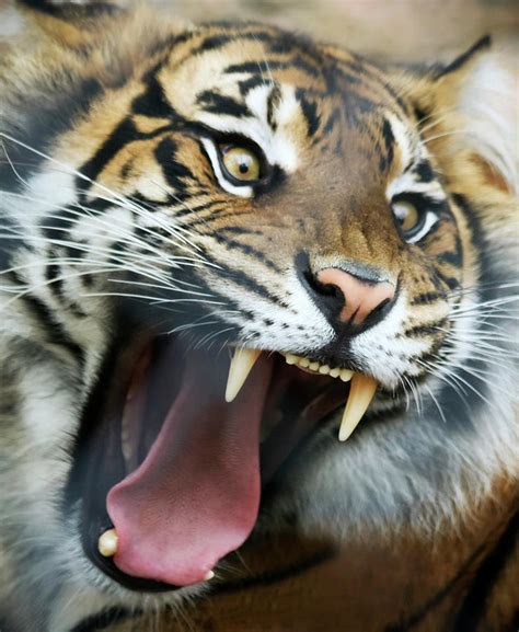 An Angry Tiger Roars Fiercely Photograph By Derrick Neill