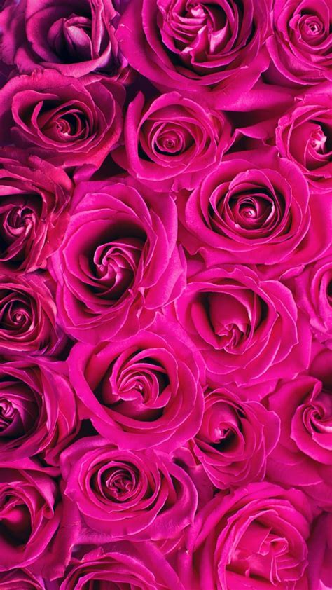 Hot Pink Pink Roses Background Pink Wallpaper Iphone