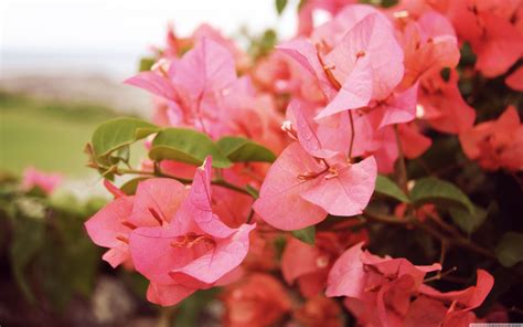 Bougainvilleas Wallpapers Top Free Bougainvilleas Backgrounds