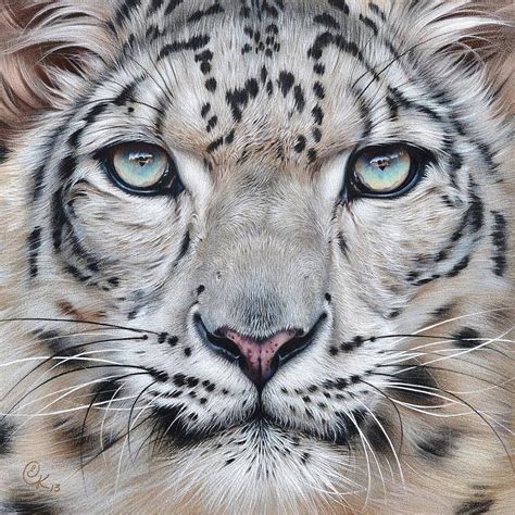 Faces Of The Wild Snow Leopard Drawing By Elena Kolotusha