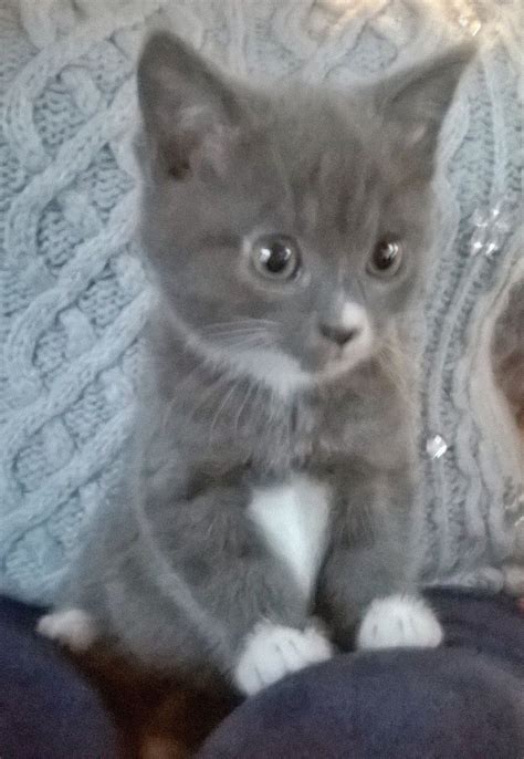 Some siberian breeders have thought that the siberians may have reduced cat allergens called fel d1. Russian blue kittens | Russian blue, Russian blue kitten ...