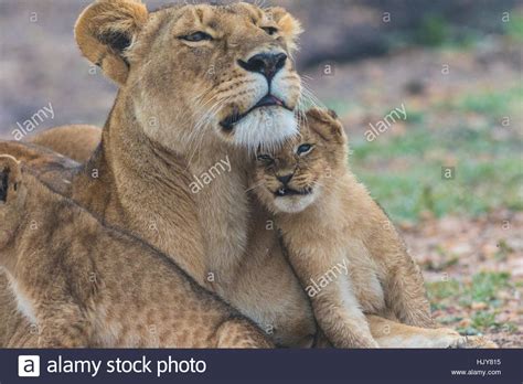 Lioness And A Lion Cub Cuddling Together On The Savanna In