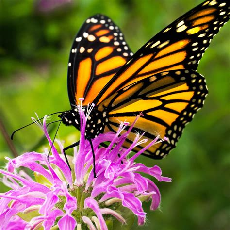 Monarch Butterfly On Bee Balm Photograph By Jim Hughes Fine Art America